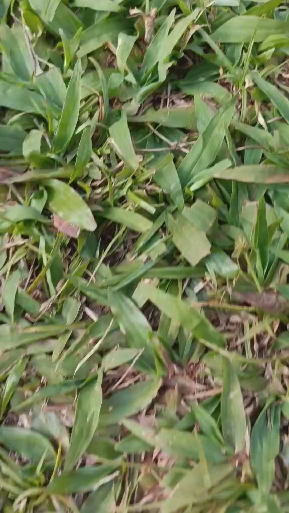 SkinSip: Wild Renewal